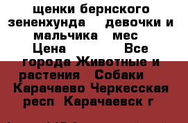 щенки бернского зененхунда. 2 девочки и 2 мальчика(2 мес.) › Цена ­ 22 000 - Все города Животные и растения » Собаки   . Карачаево-Черкесская респ.,Карачаевск г.